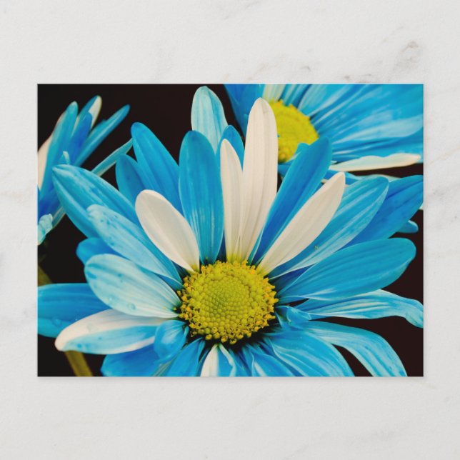 blåa blommor vykort (Framsida)