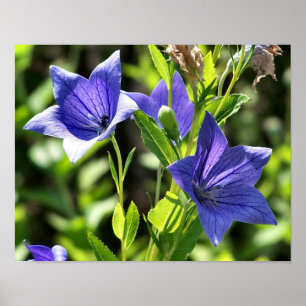 Blåballongblommor i solljus poster