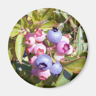Blåbär 1 magnet