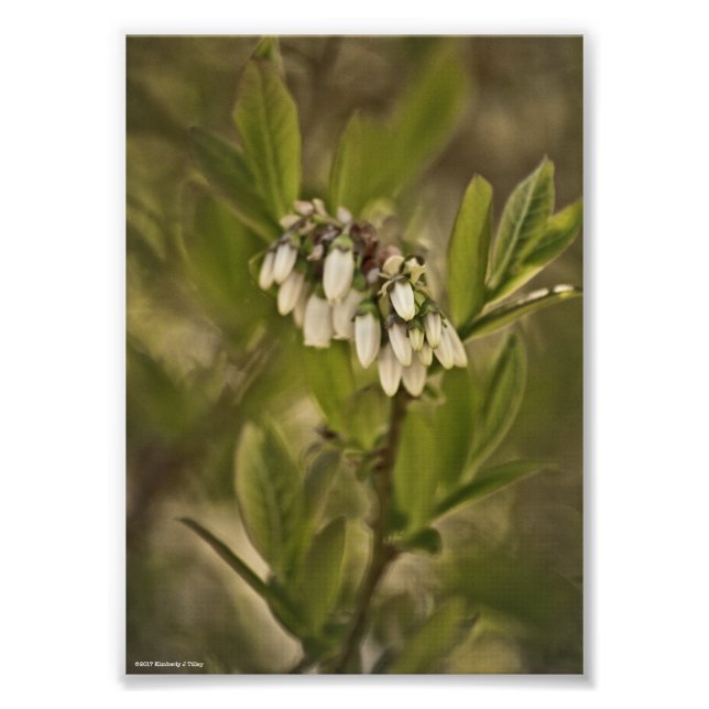 Blåbär 585 fototryck (Framsidan)