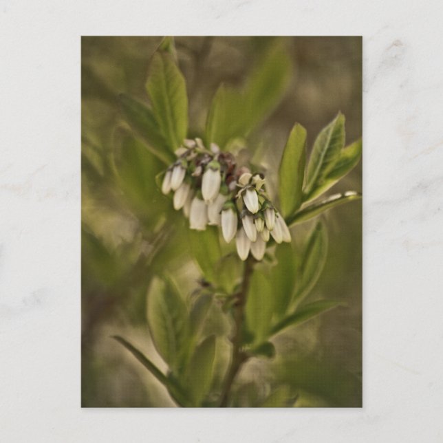 Blåbär 585 vykort (Framsida)