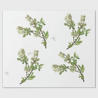 Blåbärsblomster inslagningspapper
