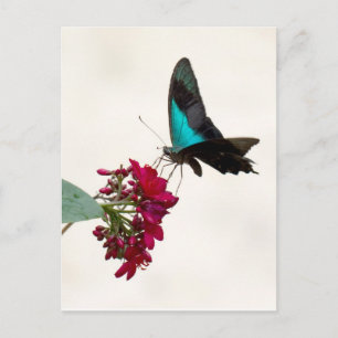 Blåbergssvanskål (Sallowtail Butterfly Postcard) Vykort