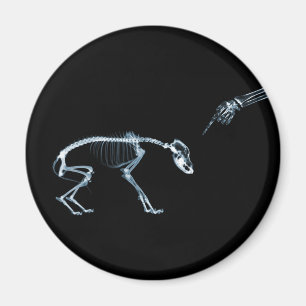 Blåblå Hund med röntgenstråle Magnet