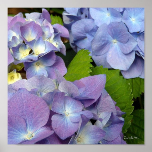 Blåblå Hydrangeas Poster (Framsidan)