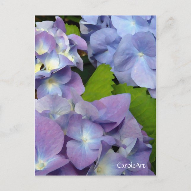 Blåblå Hydrangeas Vykort (Framsida)