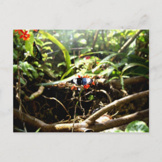 Blåblå och svart fjäril vykort