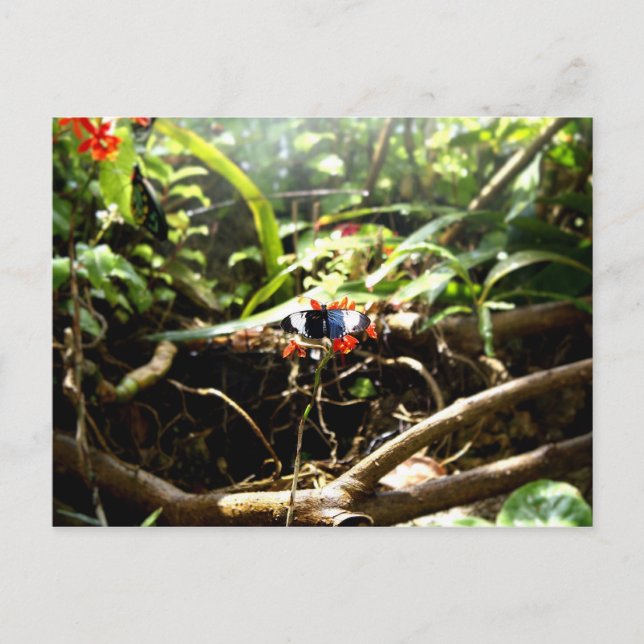 Blåblå och svart fjäril vykort (Framsida)