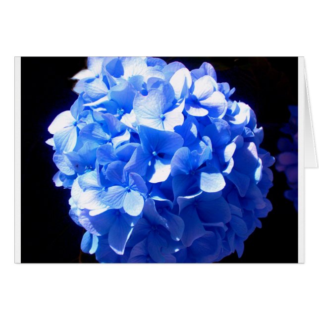 Blåblåa blommigtar (elegant blue hydrangeas) hälsningskort (Framsidan Horizontal)