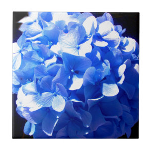 Blåblåa blommigtar (elegant blue hydrangeas) kakelplatta