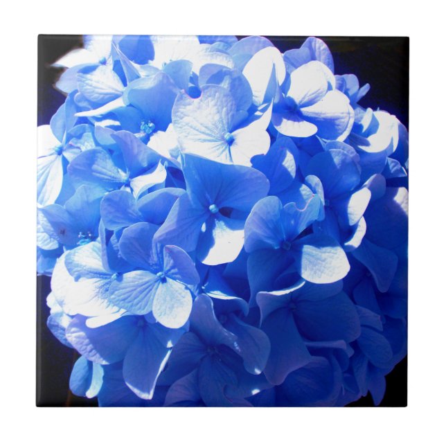 Blåblåa blommigtar (elegant blue hydrangeas) kakelplatta (Framsidan)