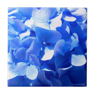 Blåblåa blommigtar (elegant blue hydrangeas) kakelplatta