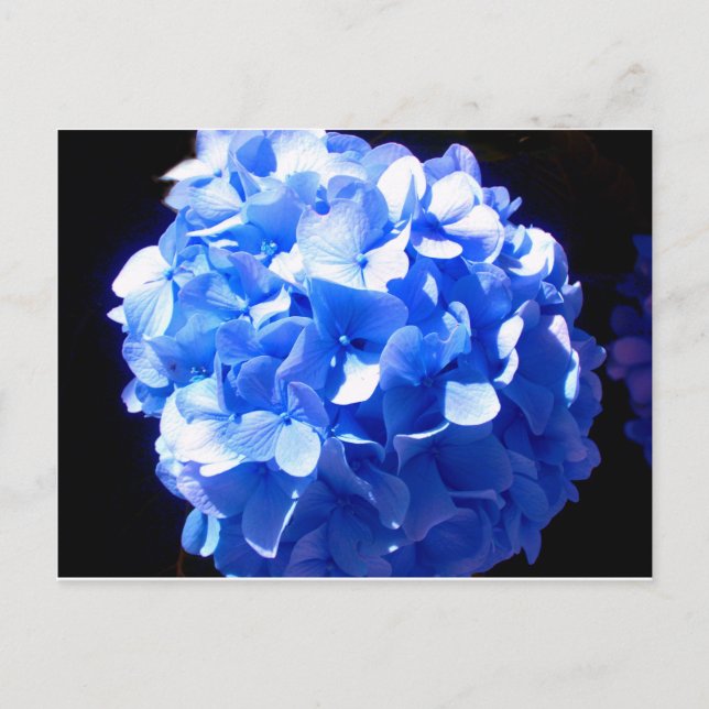 Blåblåa blommigtar (elegant blue hydrangeas) vykort (Framsida)