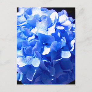 Blåblåa blommigtar (elegant blue hydrangeas) vykort