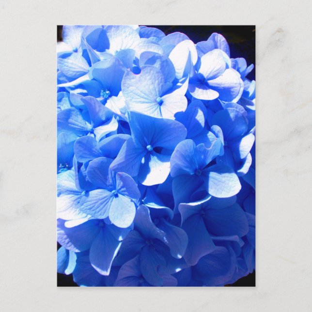 Blåblåa blommigtar (elegant blue hydrangeas) vykort (Framsida)