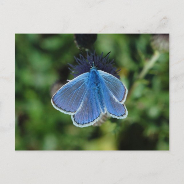 Blåblått (Butterfly Common Blue) på det här vykort (Framsida)