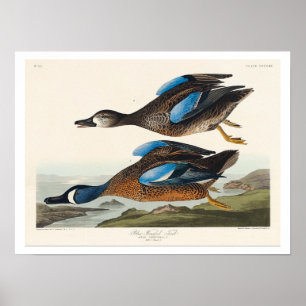 Blåblåvingad kalk från Audubon Poster
