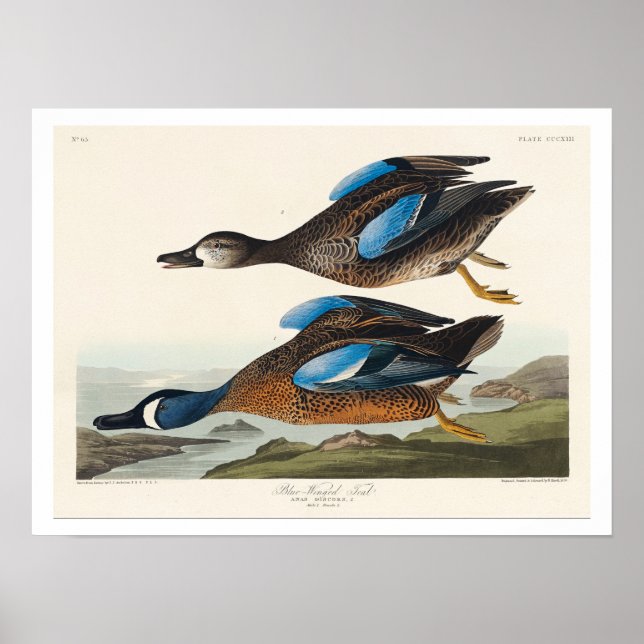 Blåblåvingad kalk från Audubon Poster (Framsidan)