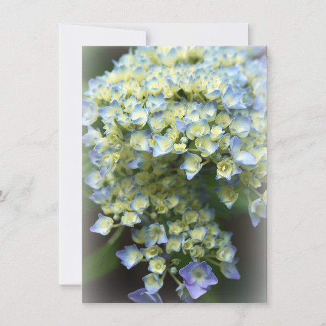 Blåblomma, platta tackkort tack kort (Framsida)