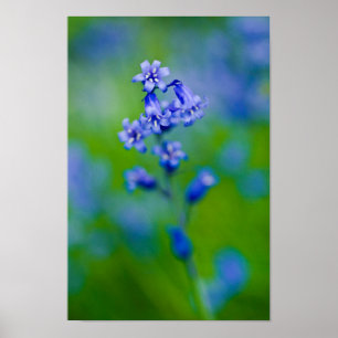 Blåblomma Poster
