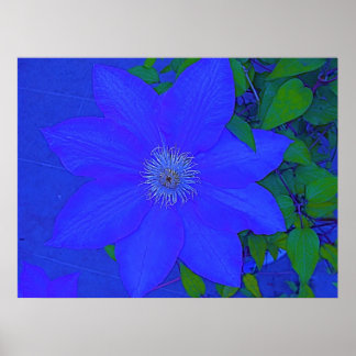 Blåblommig Urchin-utskrift Poster