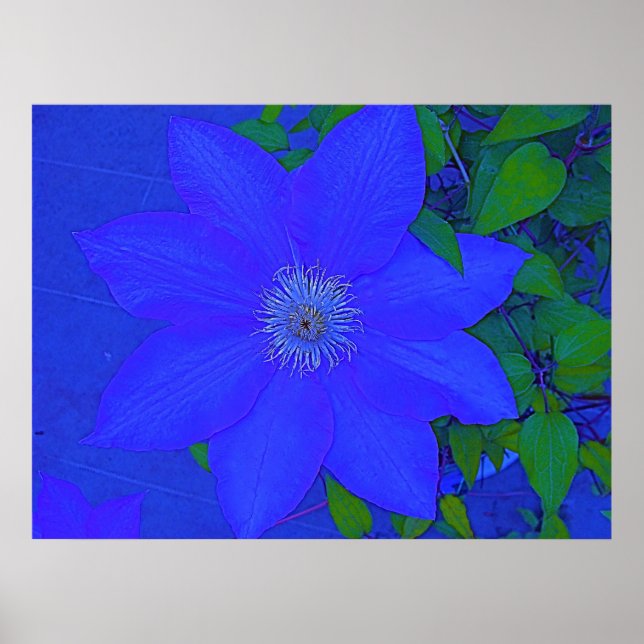 Blåblommig Urchin-utskrift Poster (Framsidan)