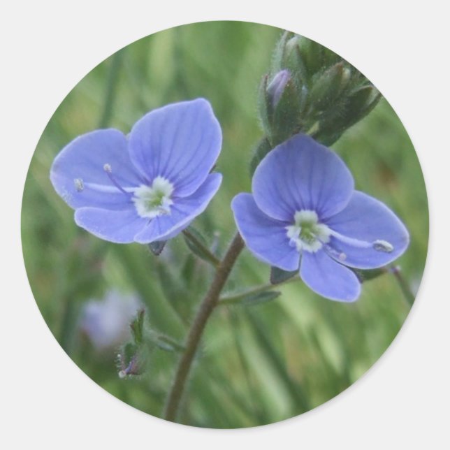 Blåblommiga fästen runt klistermärke (Framsida)