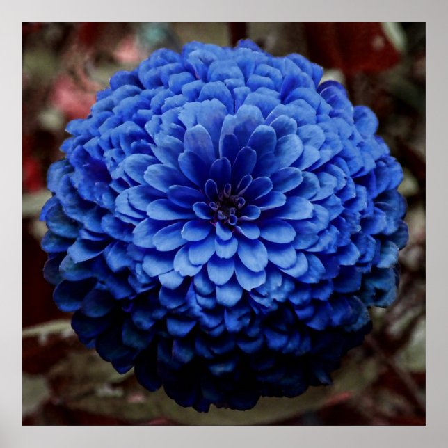 Blåblommiga stäng foto poster (Framsidan)