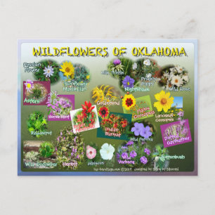 Blåblommor av Oklahoma vycard 19r Vykort