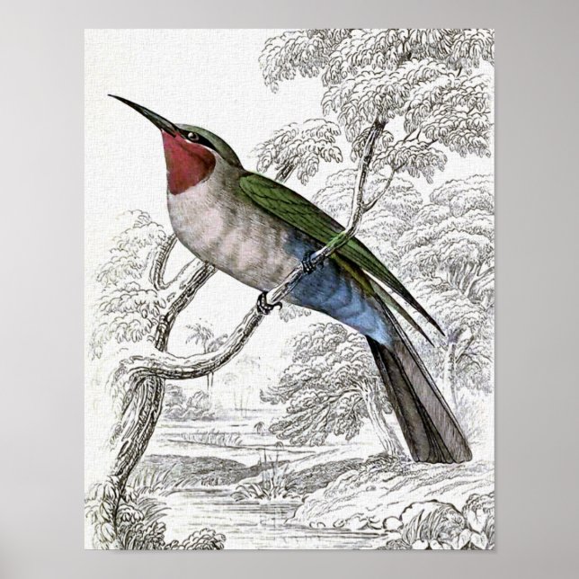 Blåböljad illustration av Vintagen Bee-Eater Poster (Framsidan)