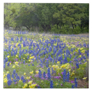 Blåbon, fackelblomster och flox kakelplatta