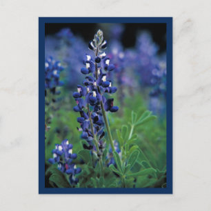 Blåbonnens fält Blå blomma Texas stat Vykort