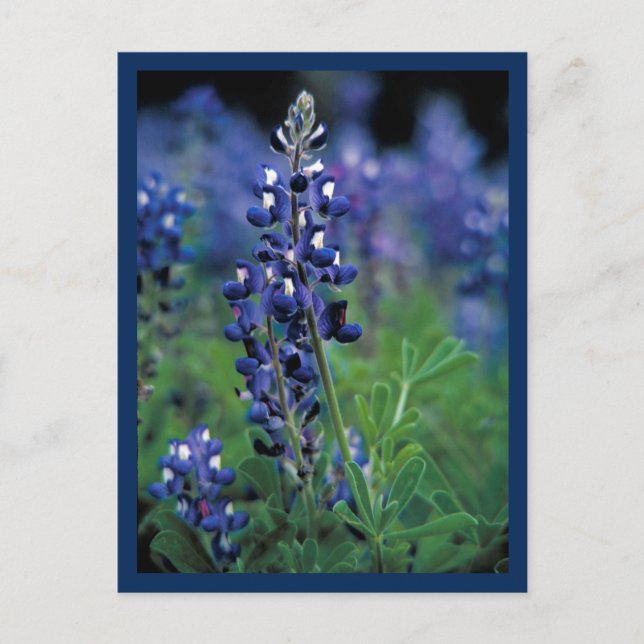 Blåbonnens fält Blå blomma Texas stat Vykort (Framsida)