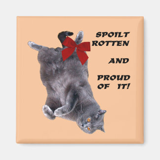 Blåbrittisk Shorthair Cat-kylmagnet Magnet
