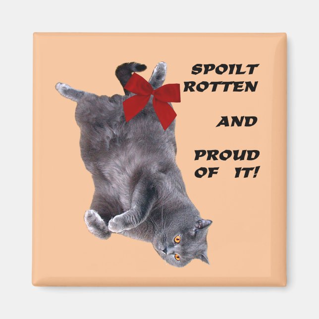 Blåbrittisk Shorthair Cat-kylmagnet Magnet (Framsidan)