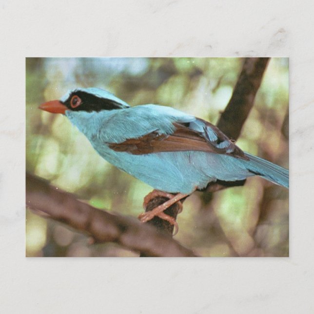 Blåbröst Kingfisher-fotokort Vykort (Framsida)