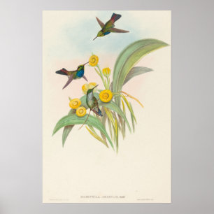 Blåbröstade kolibrier av John Gould Poster