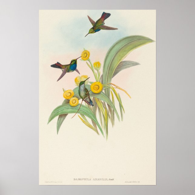 Blåbröstade kolibrier av John Gould Poster (Framsidan)