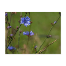 Blåcikoria på gröntens ängsmark.