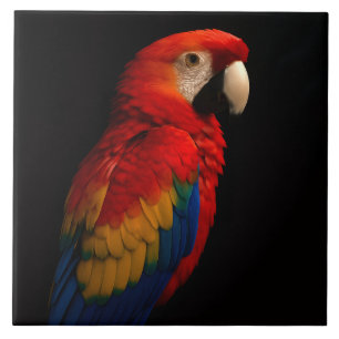 Black 4 Luxe Tile med Scarlet Parrot Kakelplatta