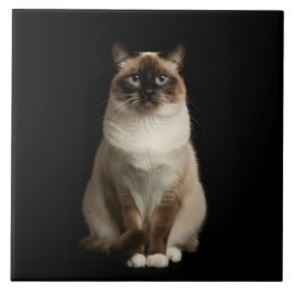 Black 4 Luxe Tile with Birmanese Cat Kakelplatta