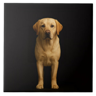 Black 4 Luxe Tile with Minimalist Labrador Kakelplatta