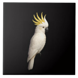 Black 4 Luxe Tile with Sulphur Crested Cockatoo Kakelplatta