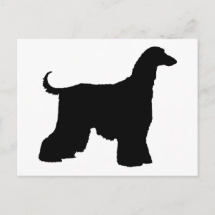 Black Afghan Hound Hund Vykort
