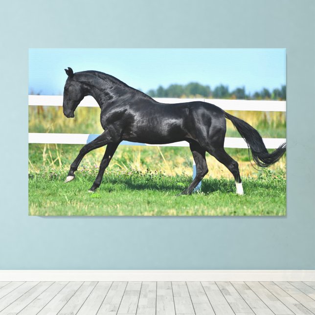 Black Akhal Teke Stallion Galloping Paddock Fence Canvastryck (Insitu (trägolv))