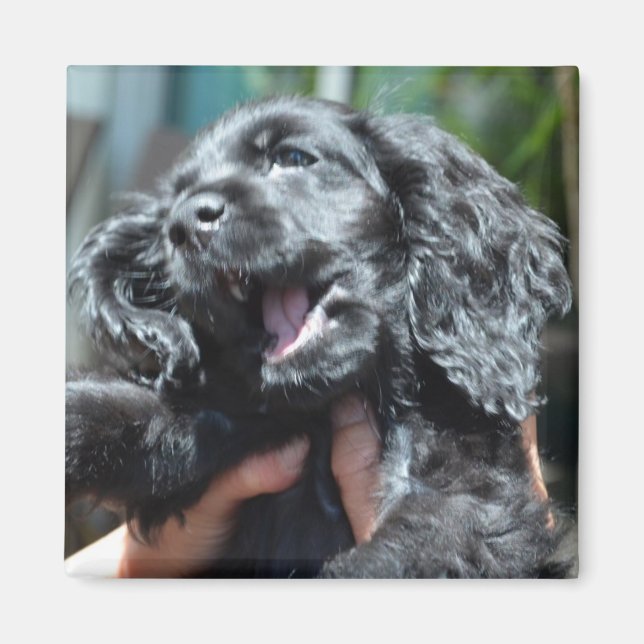 Black American Cocker Spain Puppy 10 veckor gammal Magnet (Framsidan)