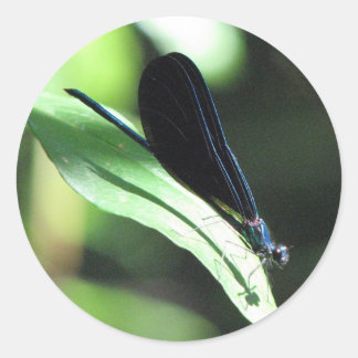 Black and Blue Damselfly Sticker Runt Klistermärke