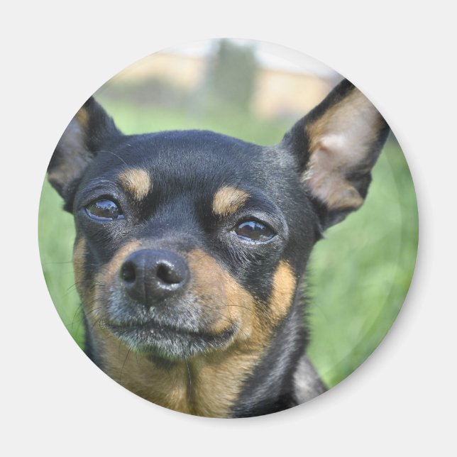 Black and Brown Chihuahua Magnet (Framsidan)