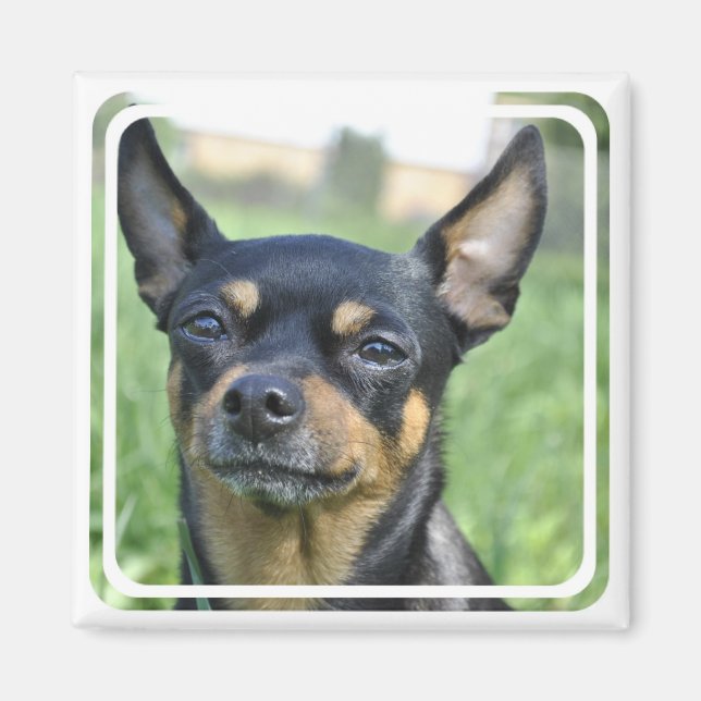 Black and Brown Chihuahua Magnet (Framsidan)