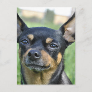Black and Brown Chihuahua Postcard Vykort